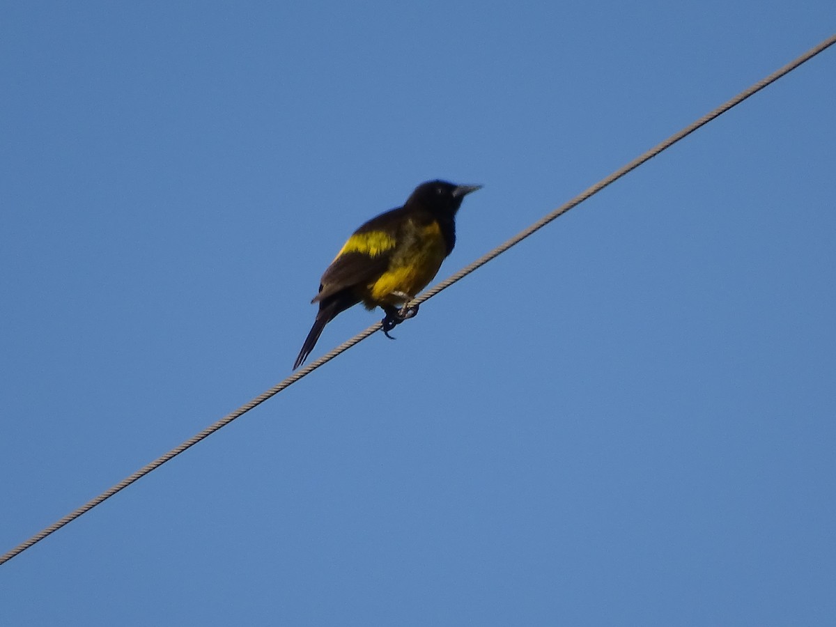 Yellow-rumped Marshbird - ML620745214