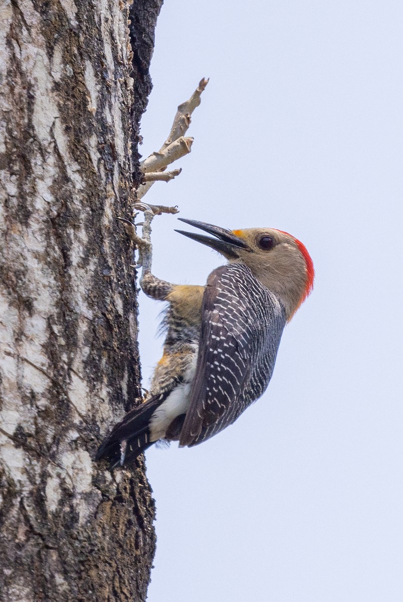 Golden-fronted Woodpecker - ML620745215