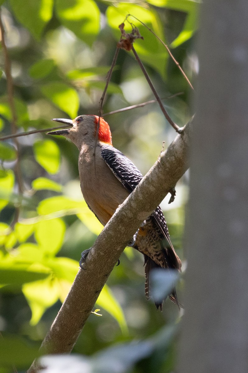 Golden-fronted Woodpecker - ML620745216