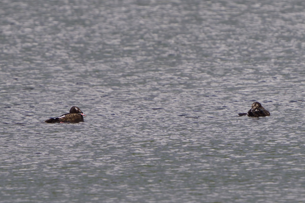 White-winged Scoter - ML620745223