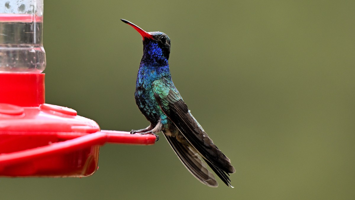 Colibrí Piquiancho Común - ML620745249