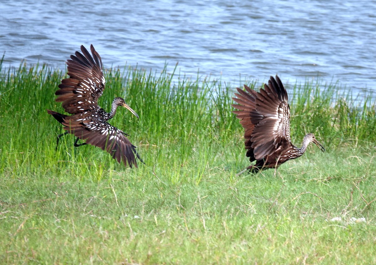 Limpkin - ML620745253