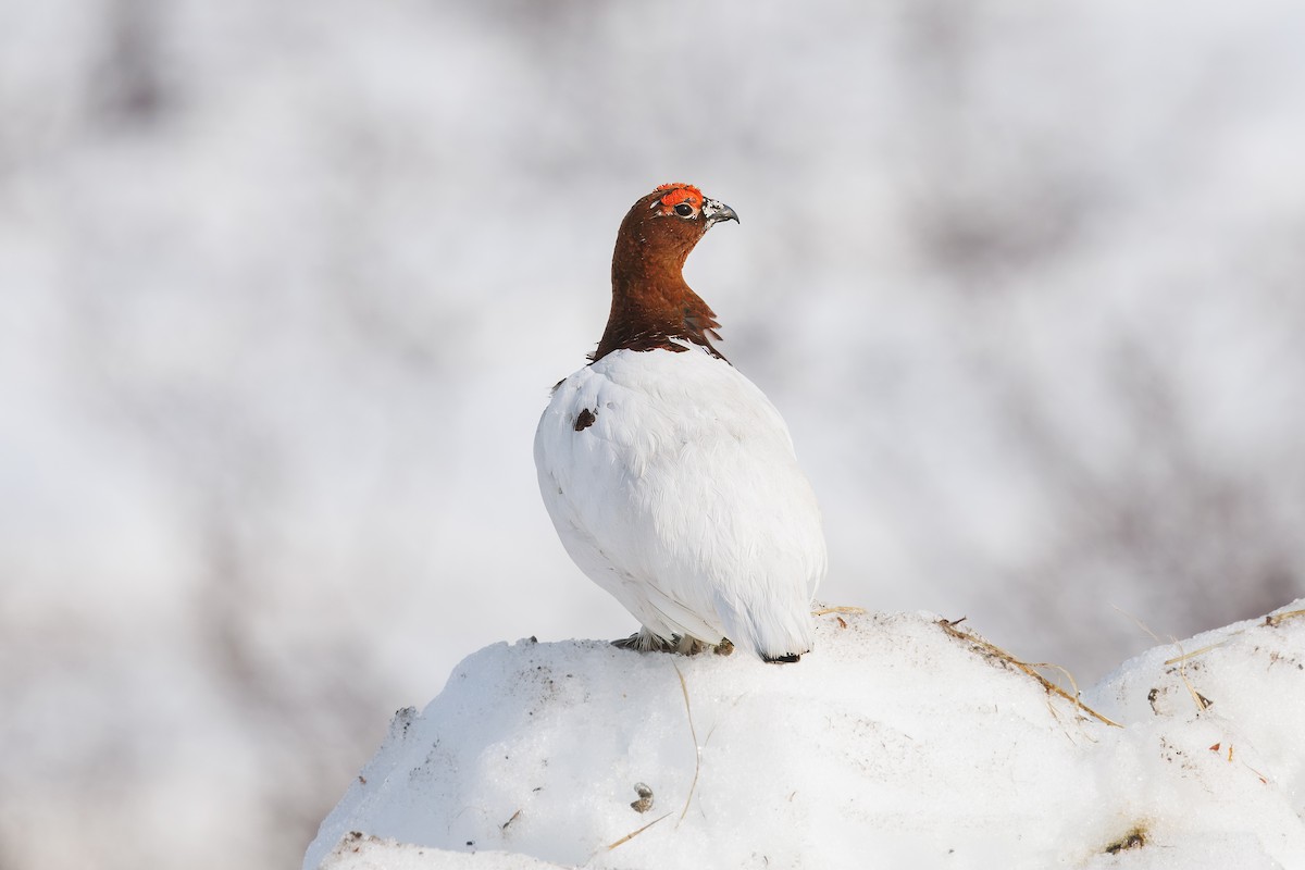 Willow Ptarmigan - ML620745264