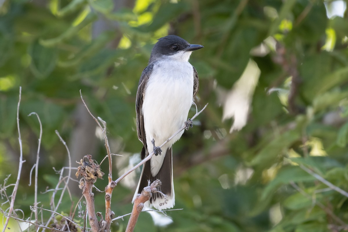 Eastern Kingbird - ML620745274