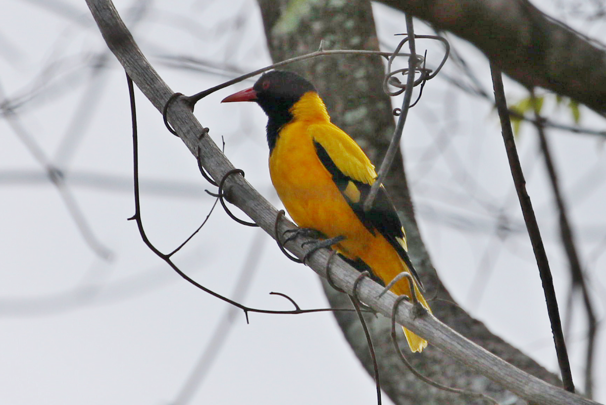 Black-hooded Oriole - ML620745275