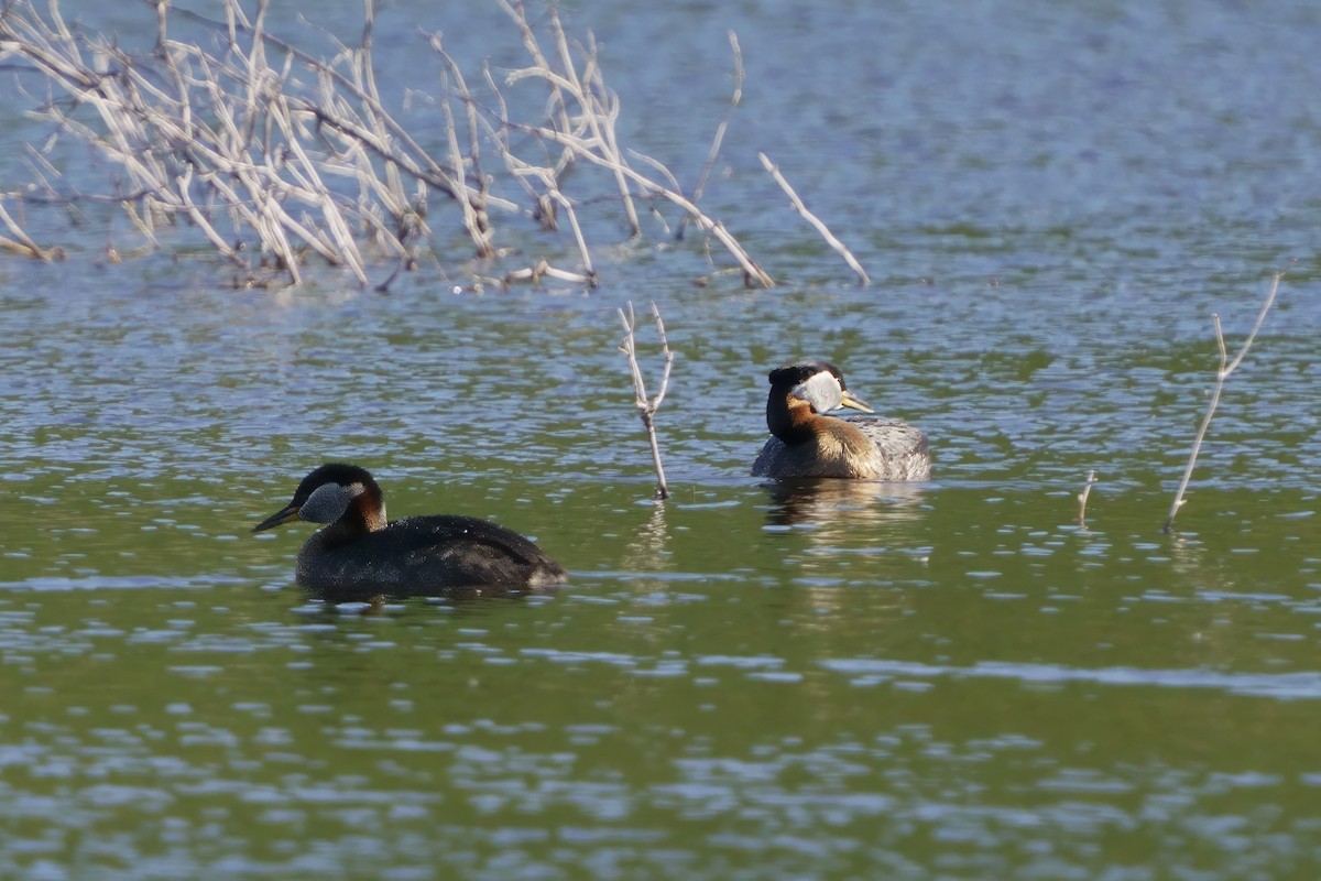 Red-necked Grebe - ML620745276