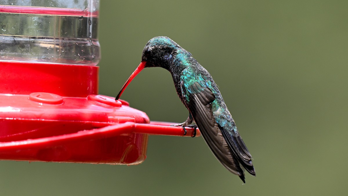 Broad-billed Hummingbird - ML620745280