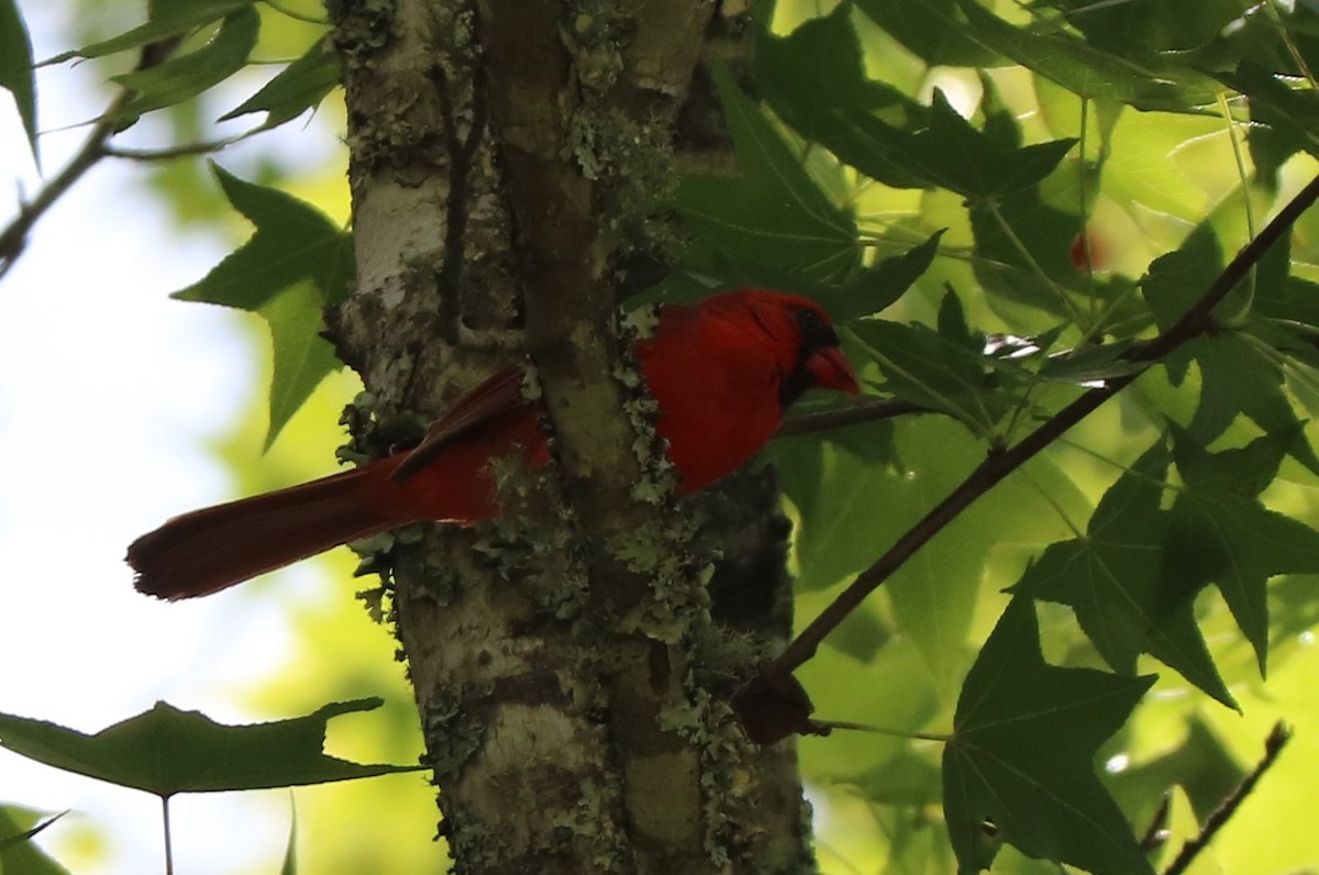 Northern Cardinal - ML620745281