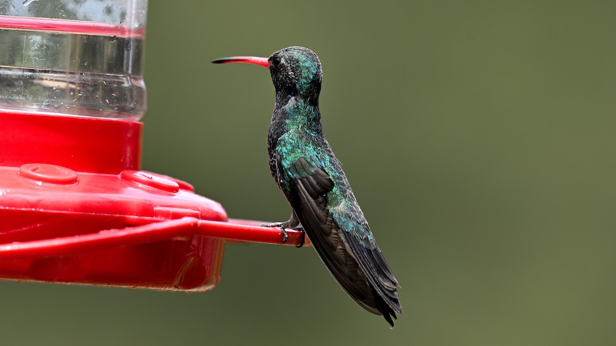 Colibrí Piquiancho Común - ML620745283