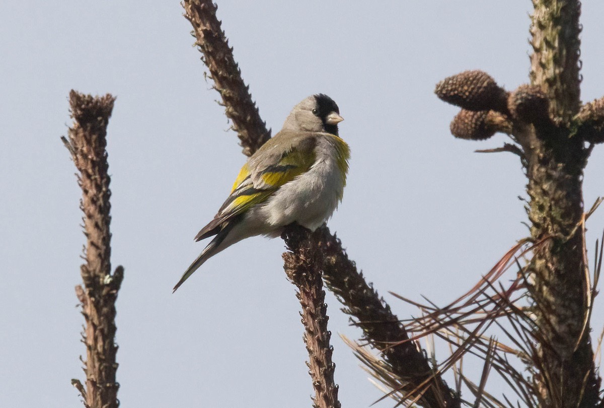 Lawrence's Goldfinch - ML620745285