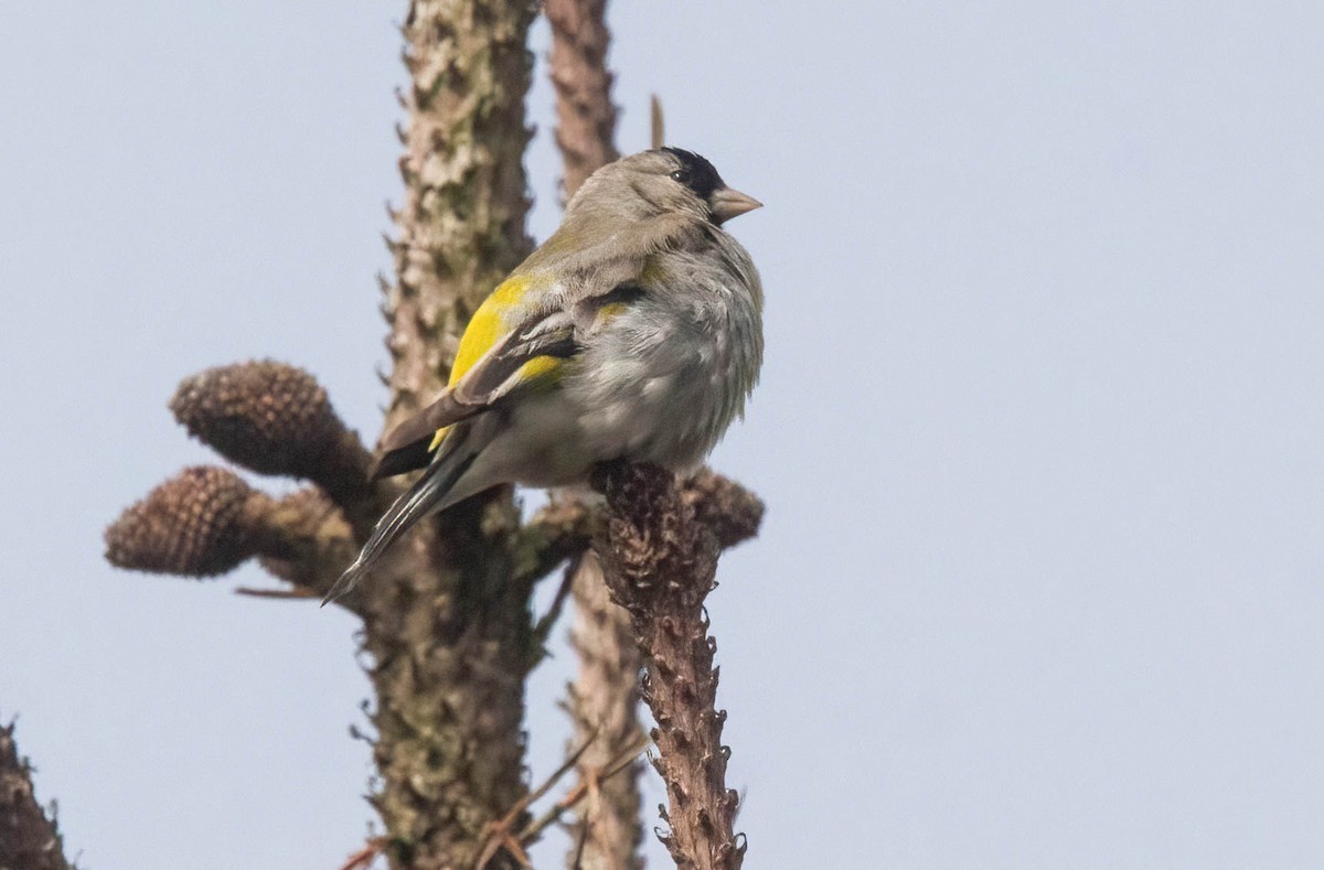 Lawrence's Goldfinch - ML620745286