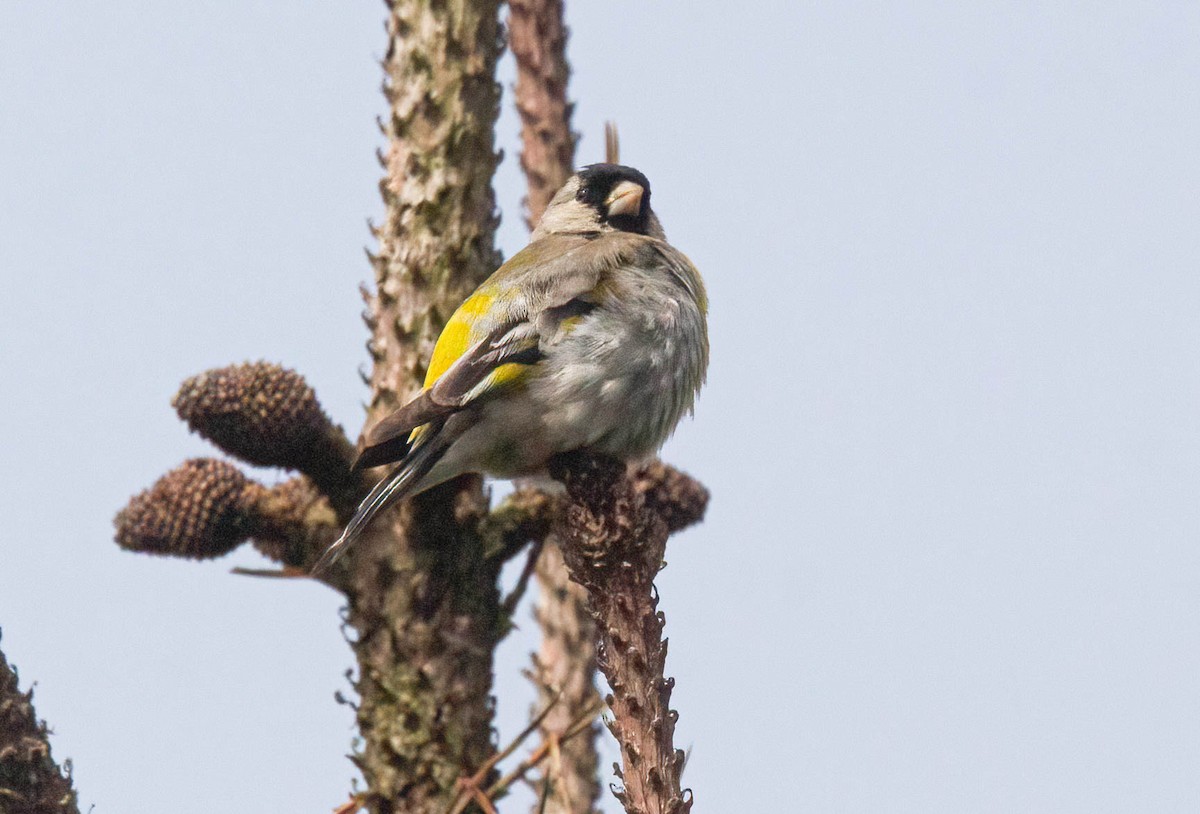 Lawrence's Goldfinch - ML620745287