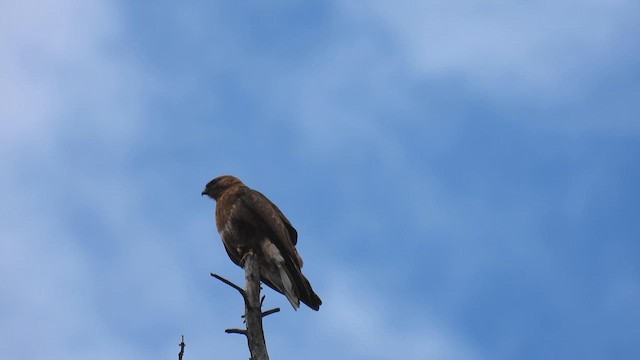 Himalayan Buzzard - ML620745290