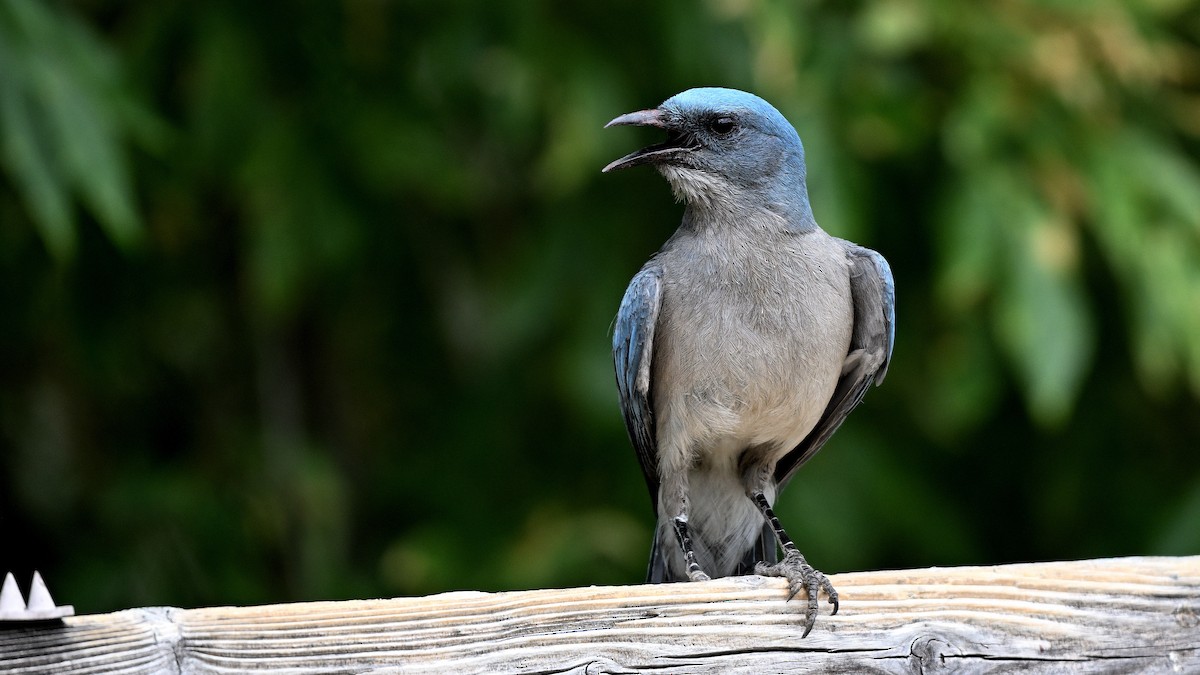 Mexican Jay - ML620745291