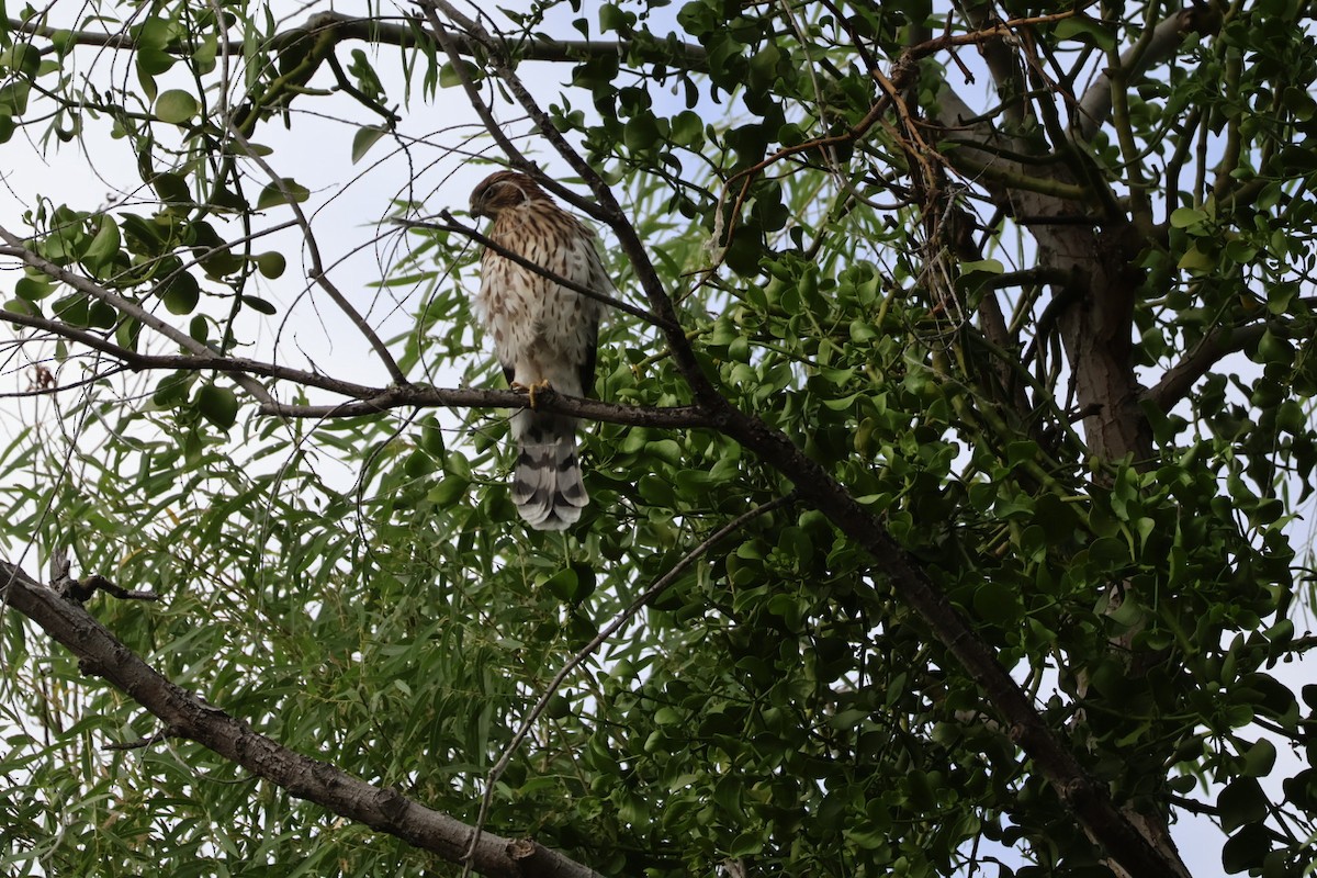 Cooper's Hawk - ML620745293