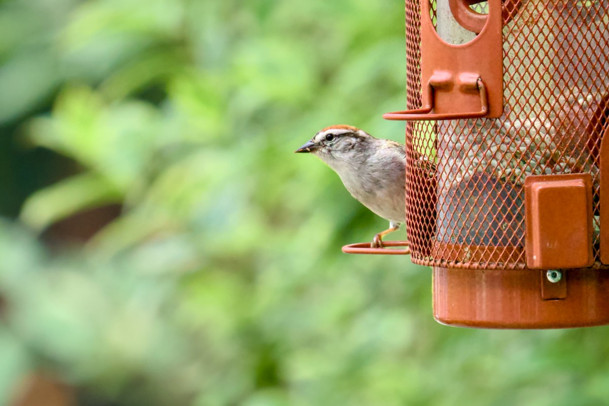 Chipping Sparrow - ML620745295