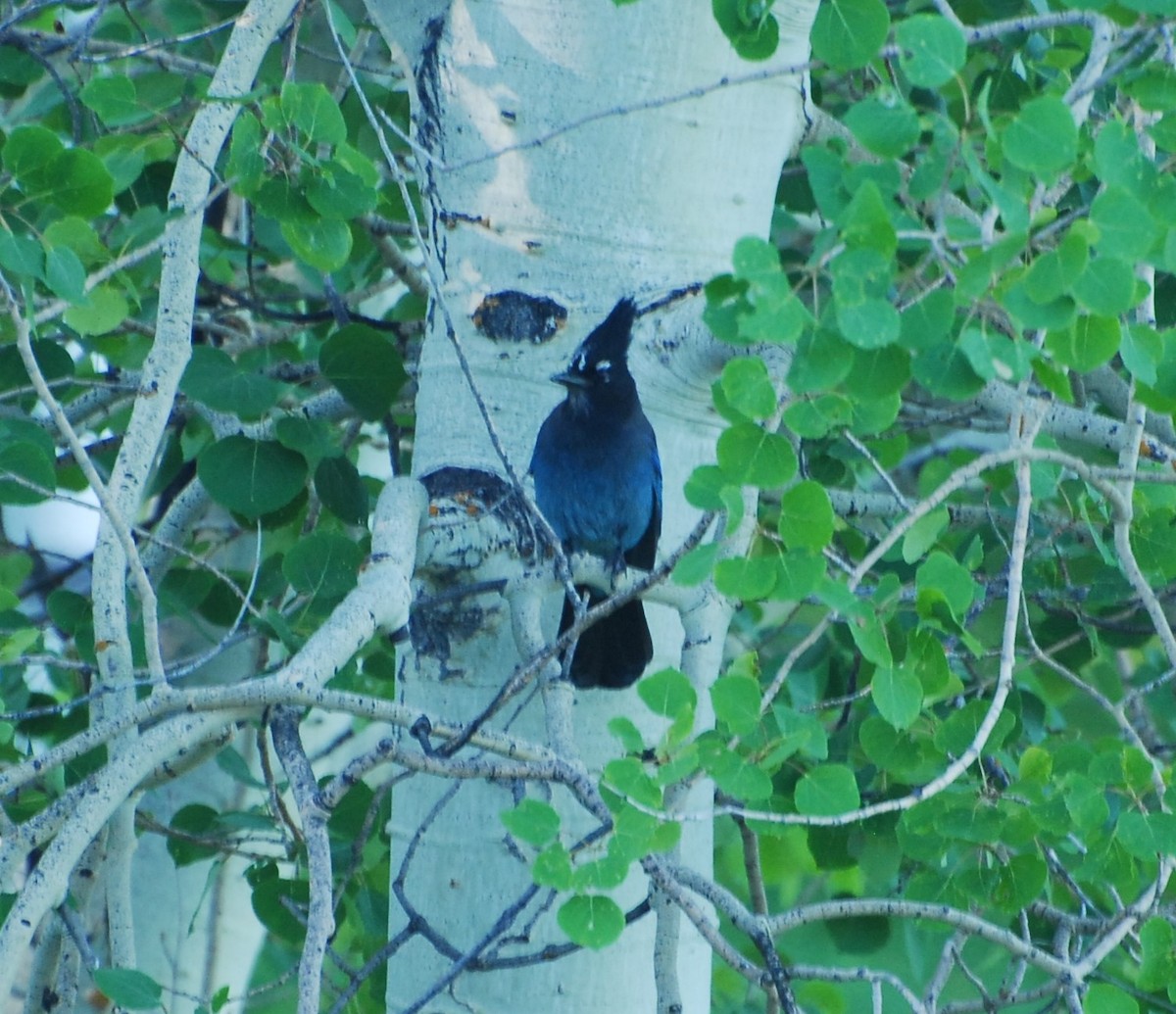 Steller's Jay - ML620745296