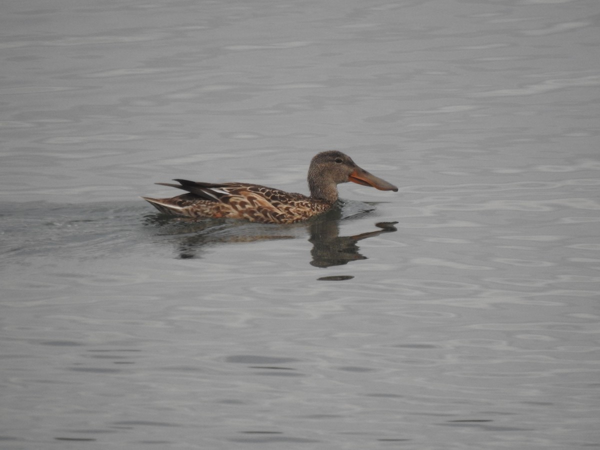 Northern Shoveler - ML620745298