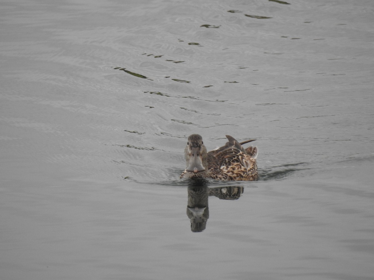 Northern Shoveler - Eric Mozas Casamayor