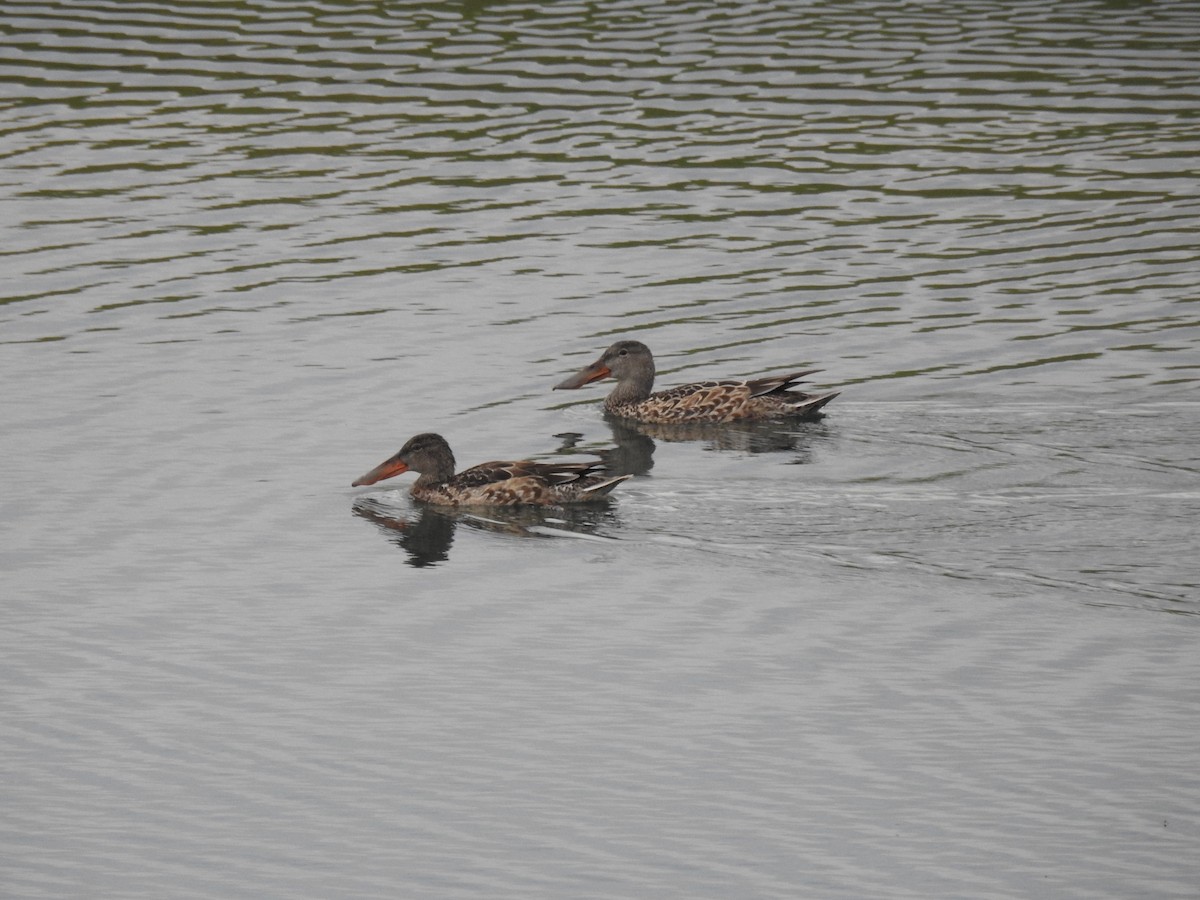 Northern Shoveler - ML620745300