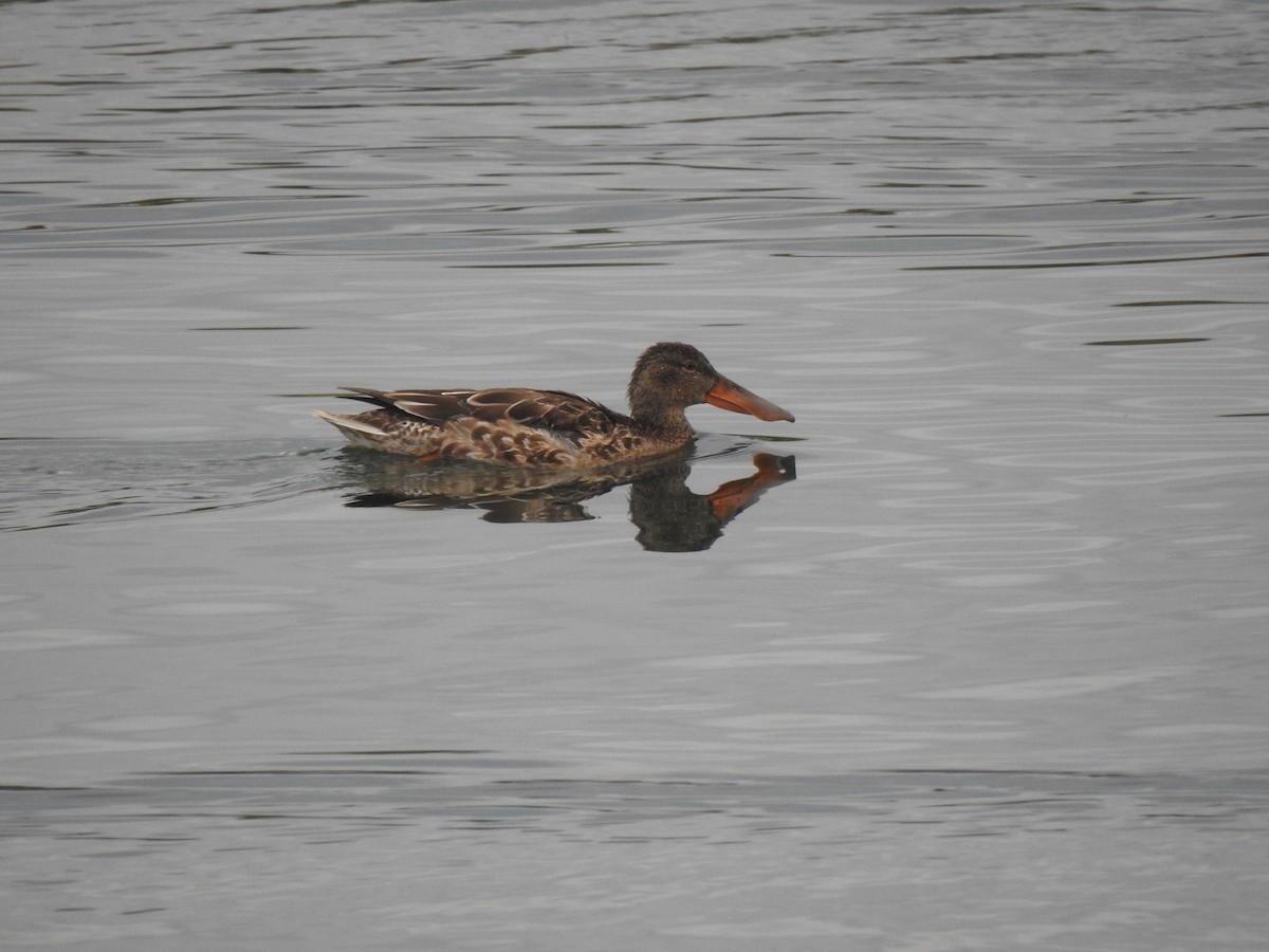 Northern Shoveler - ML620745301