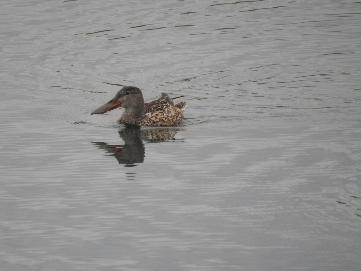 Northern Shoveler - ML620745302