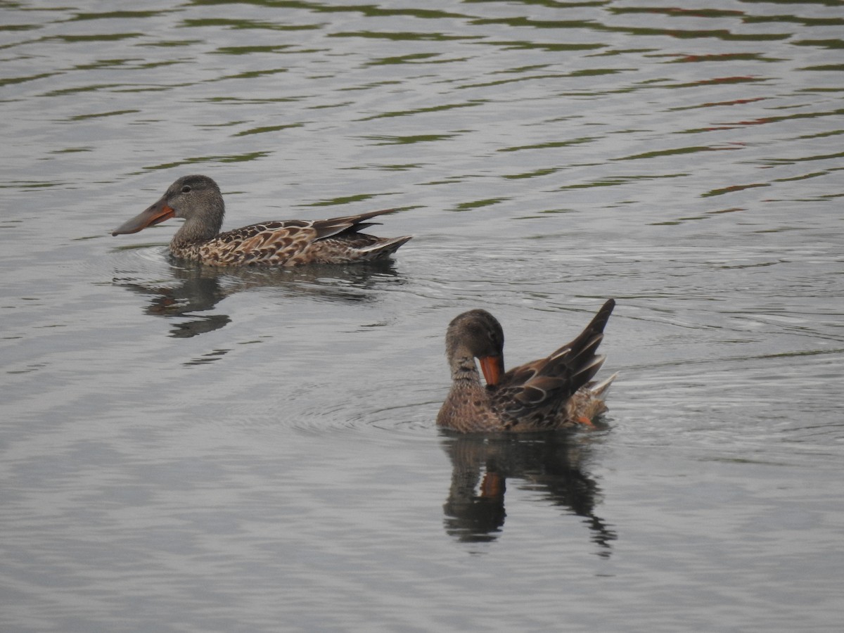 Northern Shoveler - Eric Mozas Casamayor