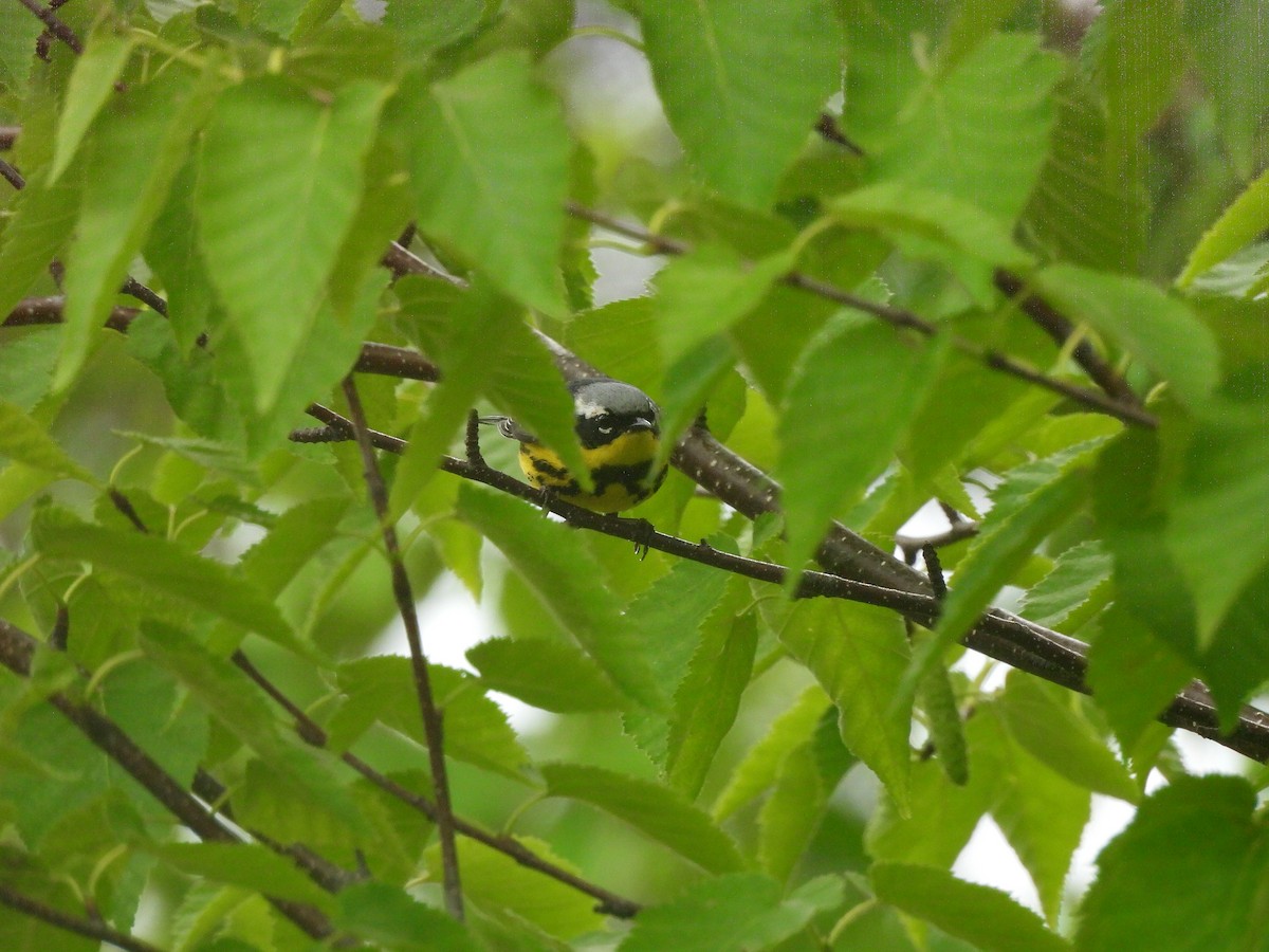 Magnolia Warbler - ML620745305