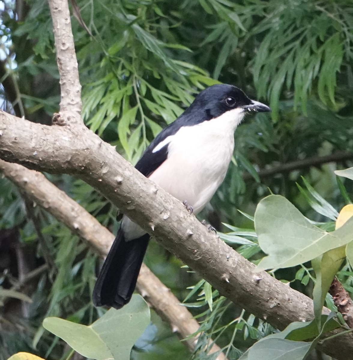 Tropical Boubou - ML620745307