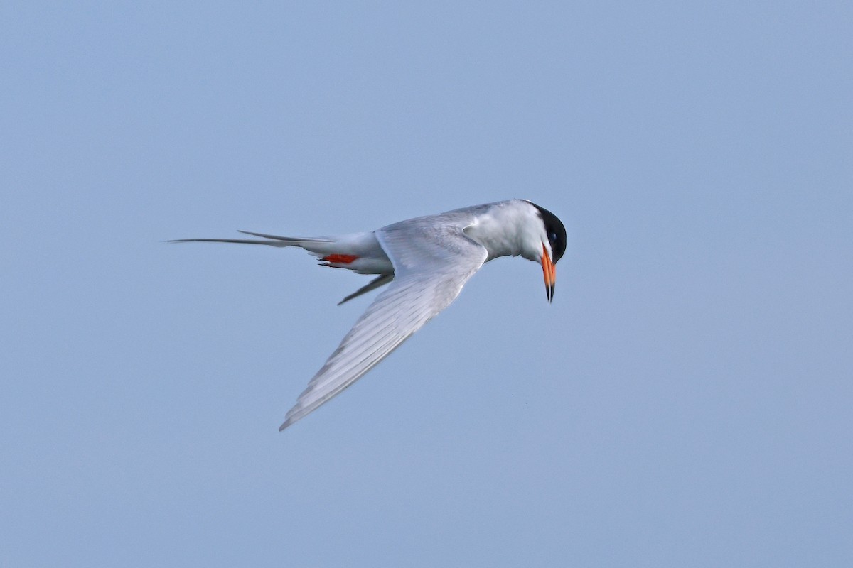 Forster's Tern - ML620745308