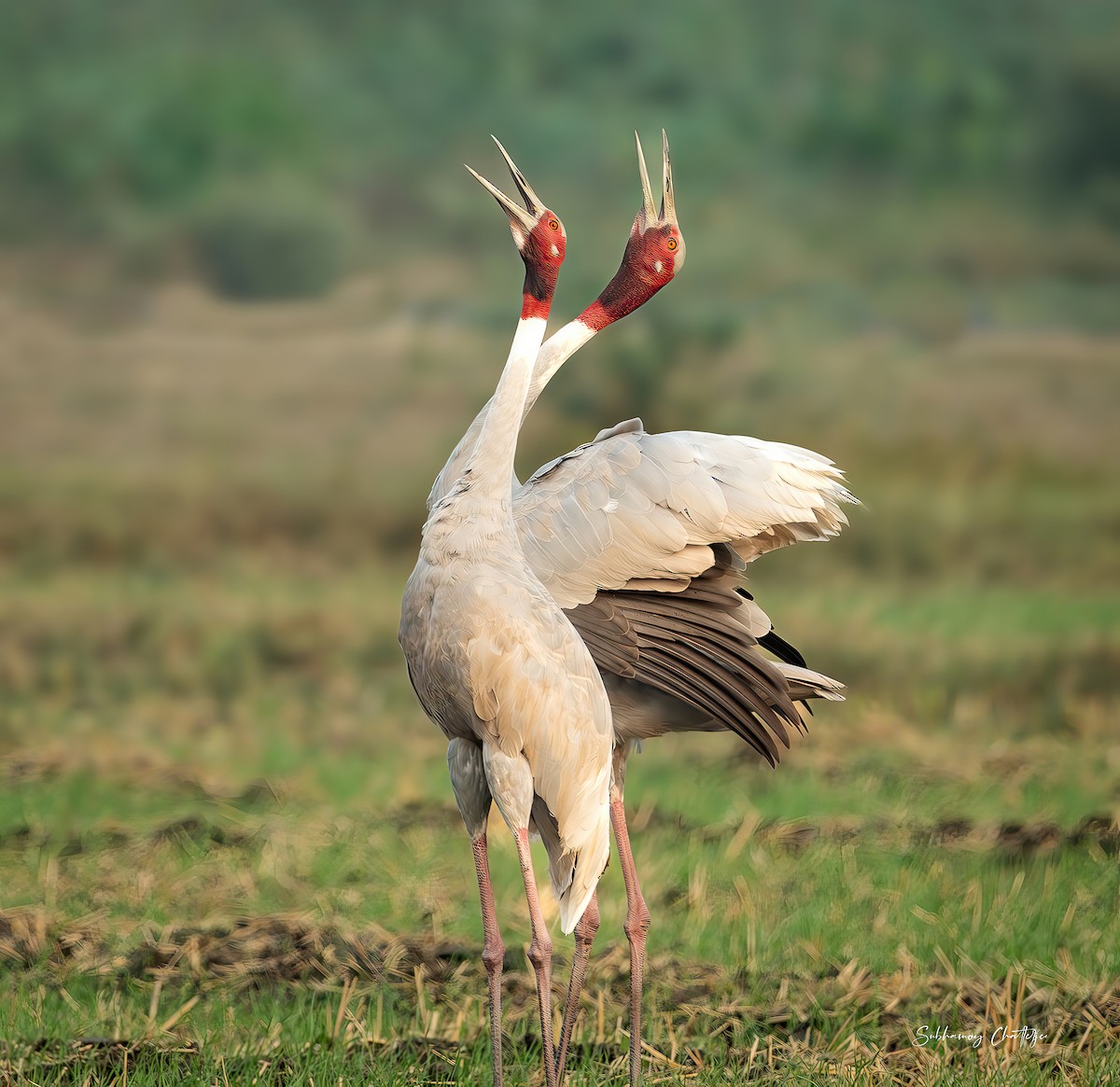 Sarus Crane - ML620745317