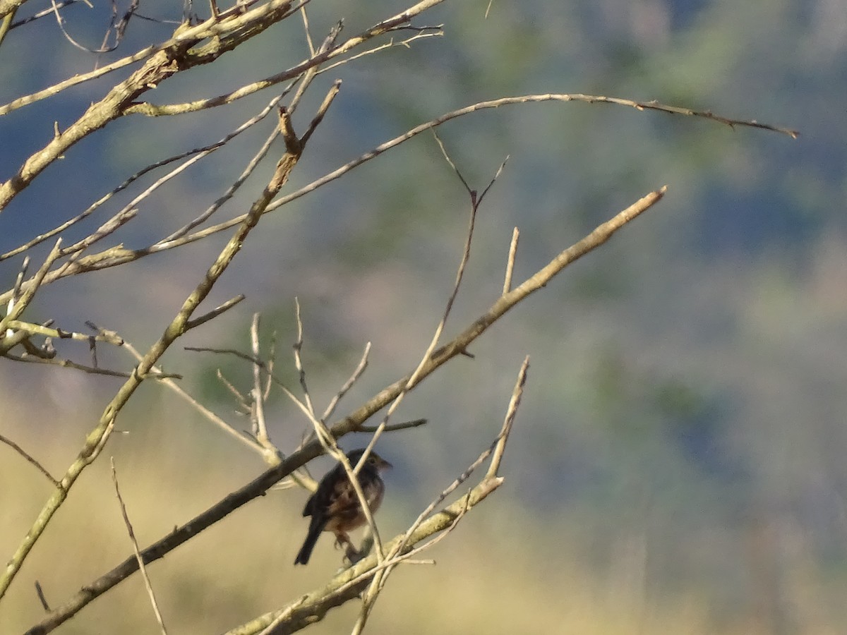 Grassland Sparrow - ML620745328