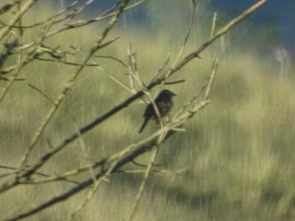 Grassland Sparrow - ML620745330