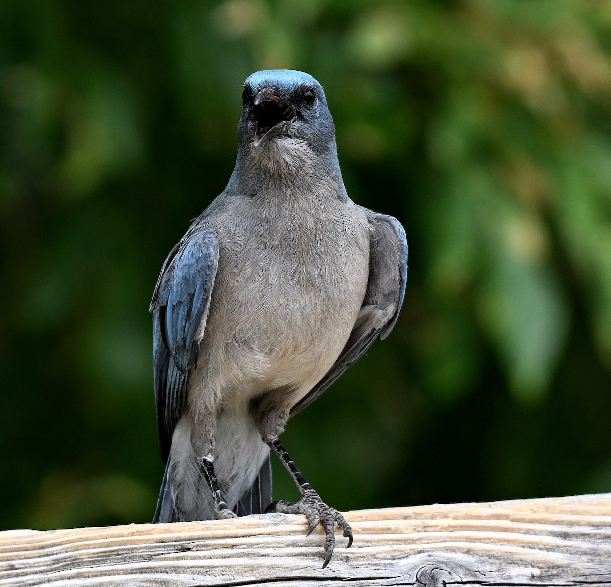 Mexican Jay - ML620745331