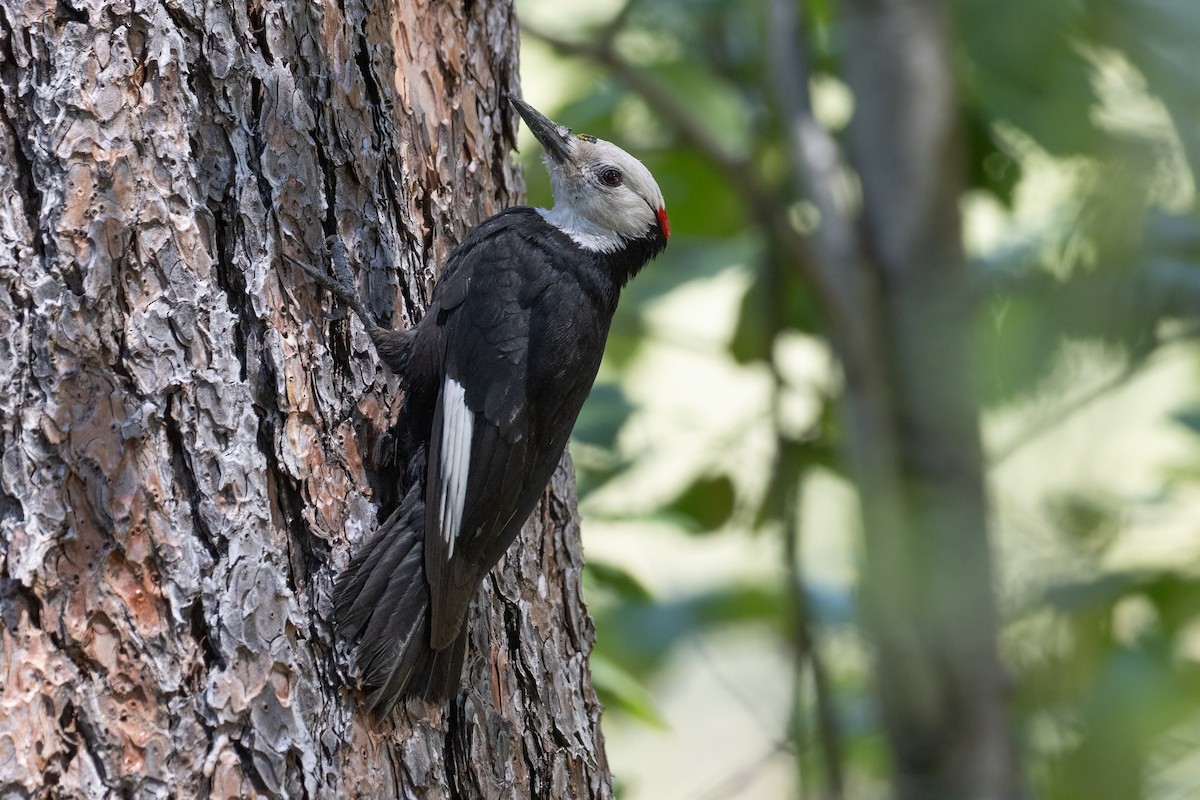 White-headed Woodpecker - ML620745333