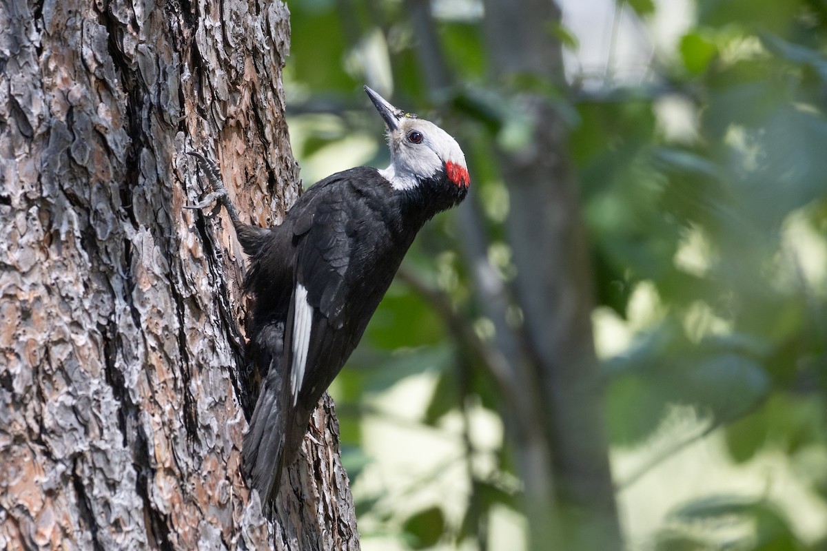 White-headed Woodpecker - ML620745334