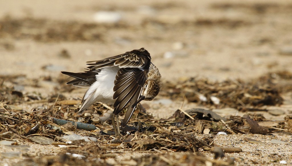 Semipalmated Sandpiper - Julie Gidwitz