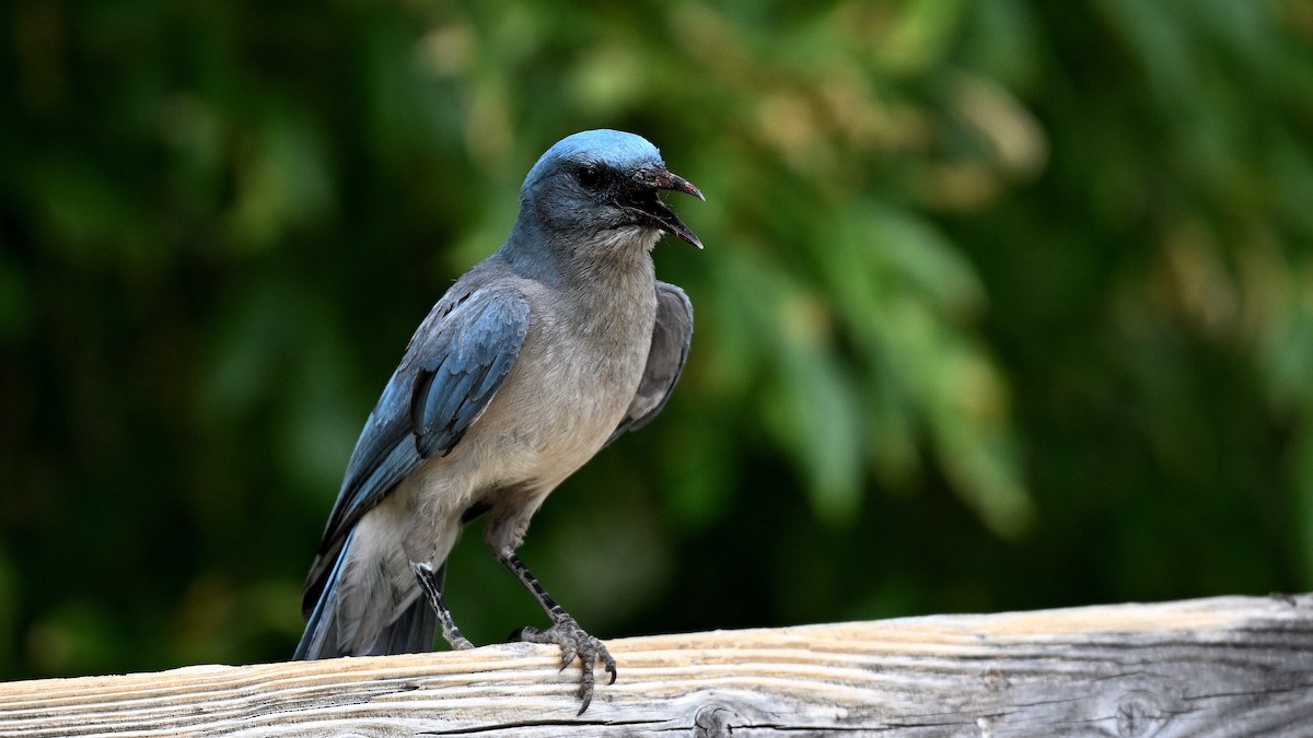 Mexican Jay - ML620745340