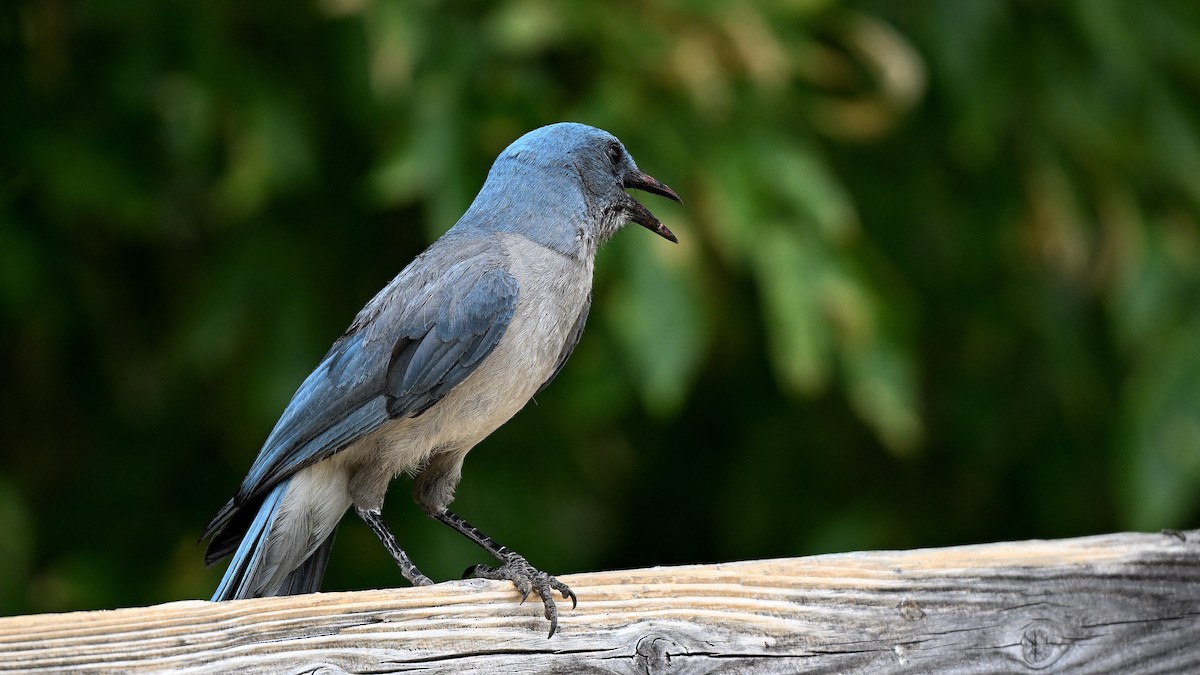 Mexican Jay - ML620745345