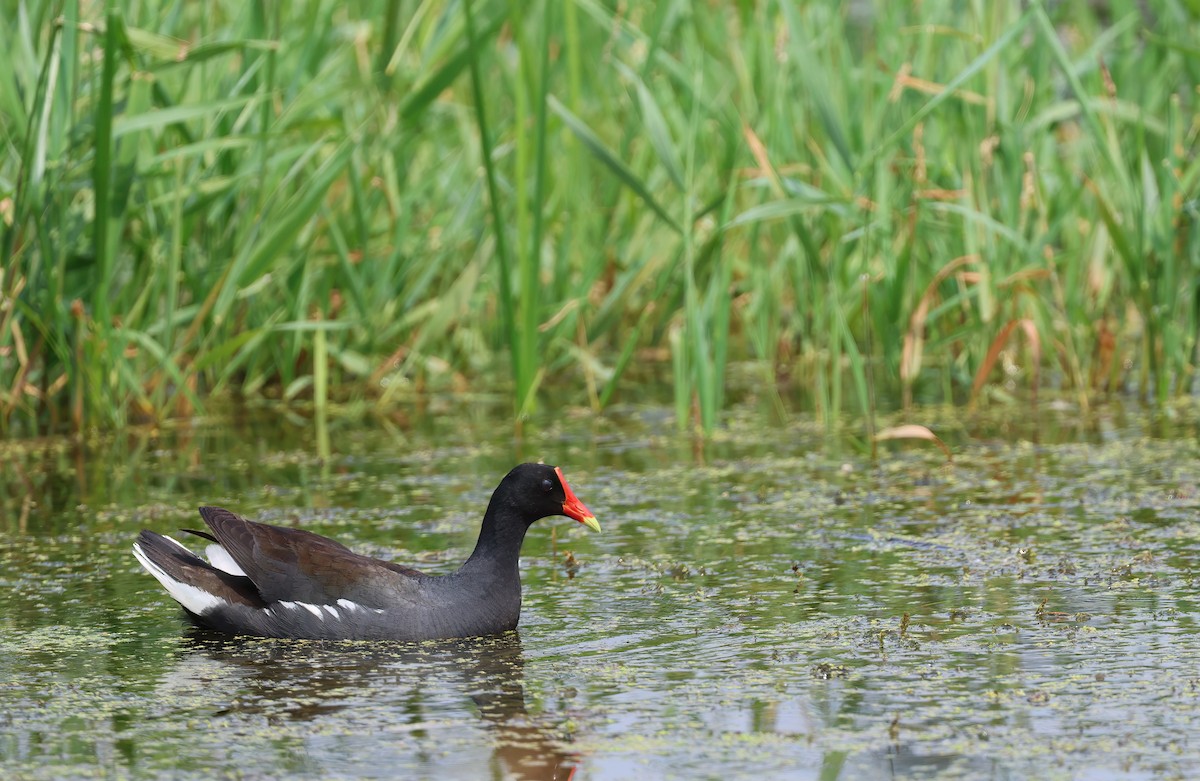 Gallinule d'Amérique - ML620745346