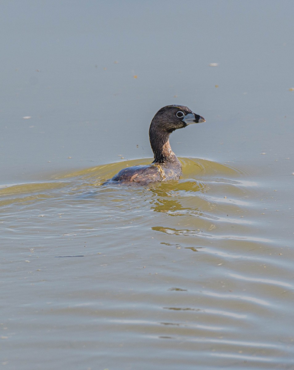 Pied-billed Grebe - ML620745352