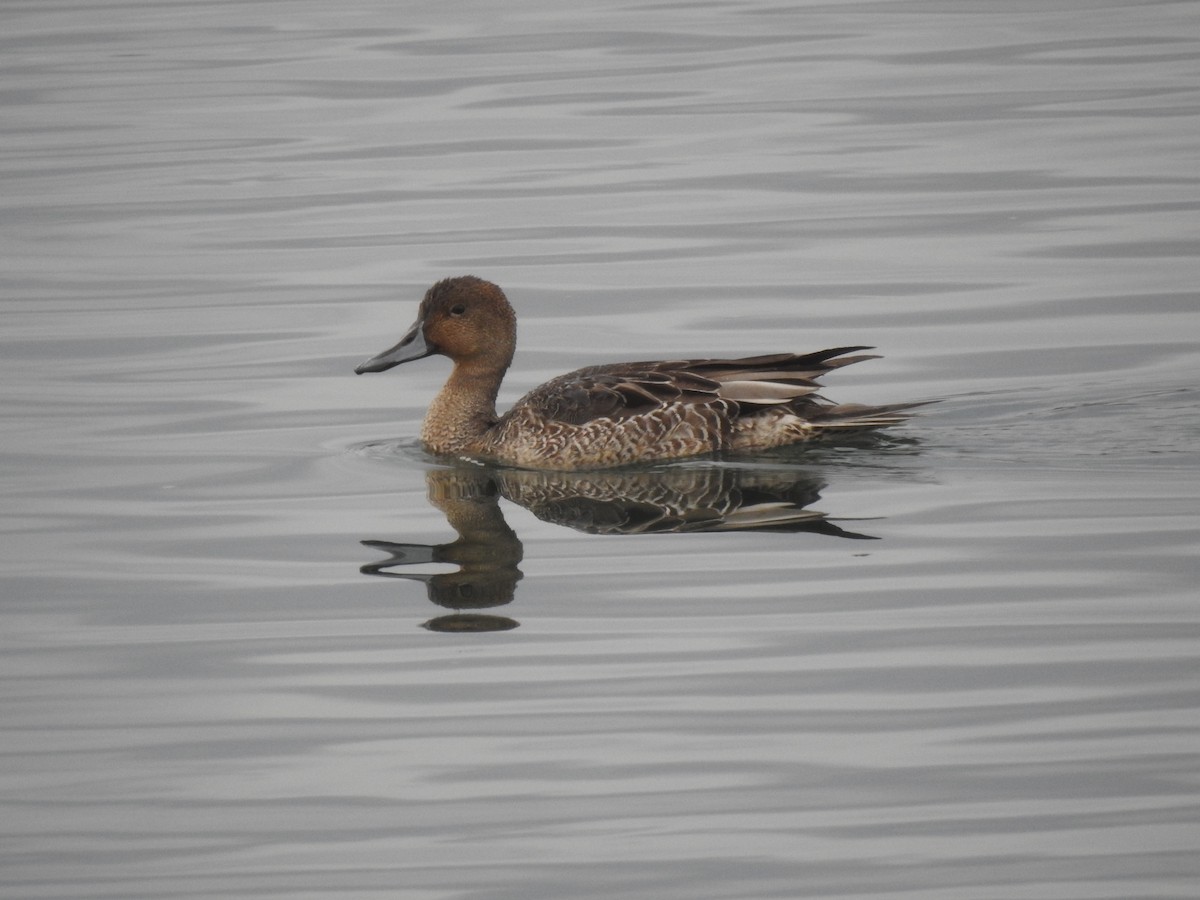 Northern Pintail - ML620745354