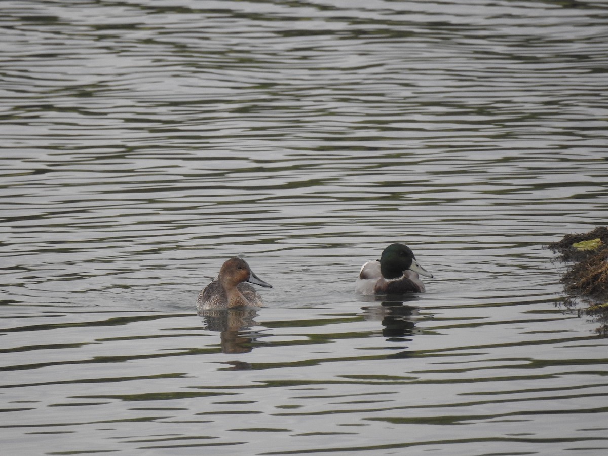 Northern Pintail - ML620745356