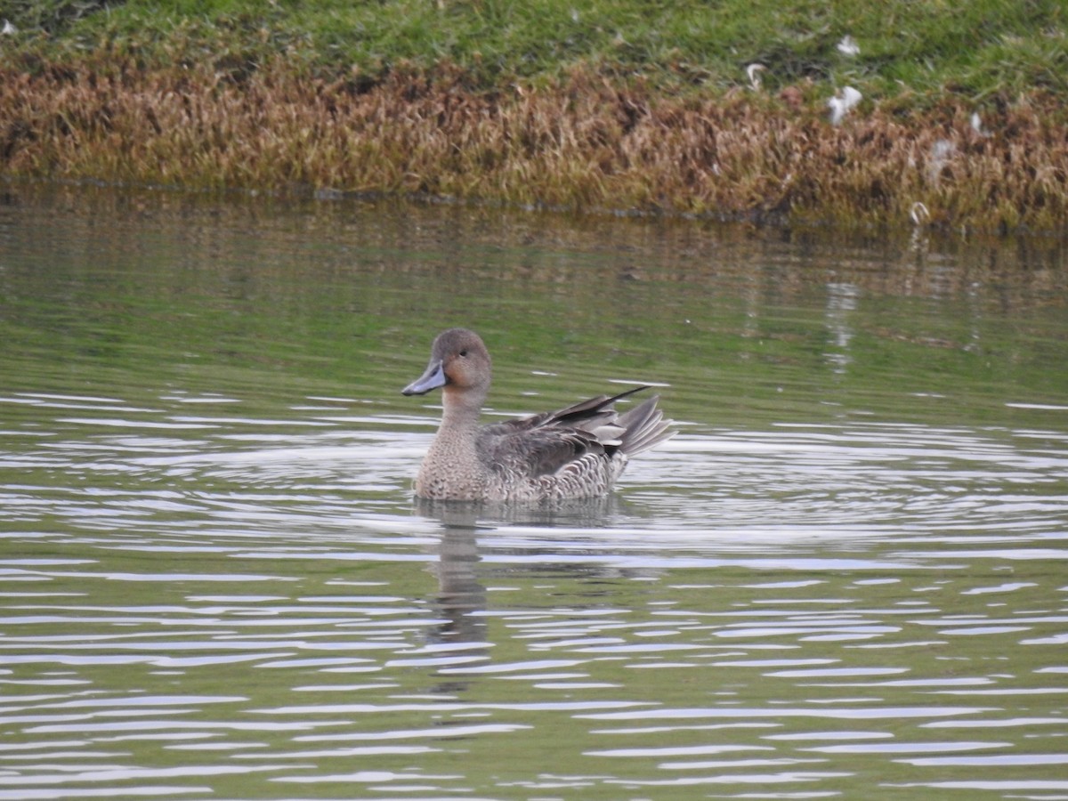 Northern Pintail - ML620745357