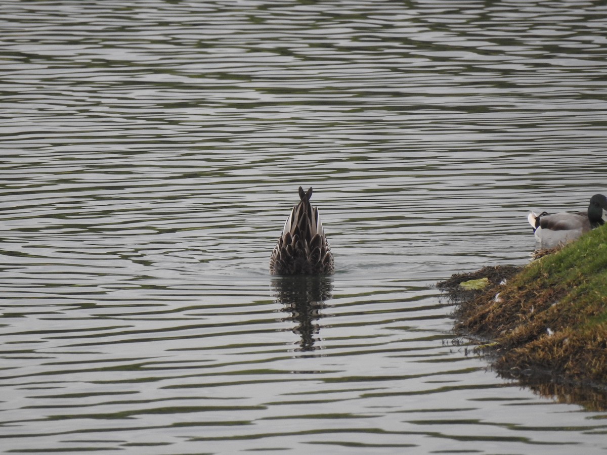 Northern Pintail - ML620745358