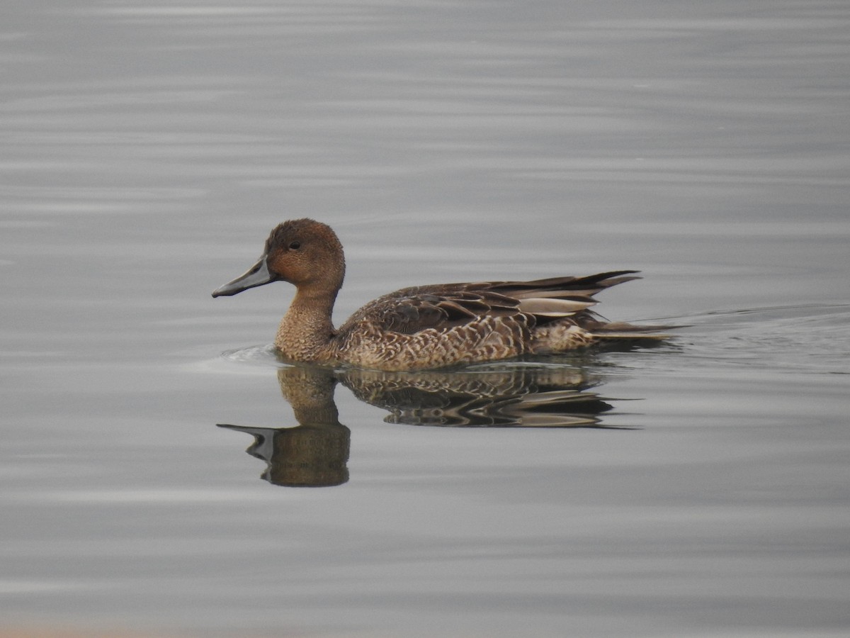 Northern Pintail - ML620745359