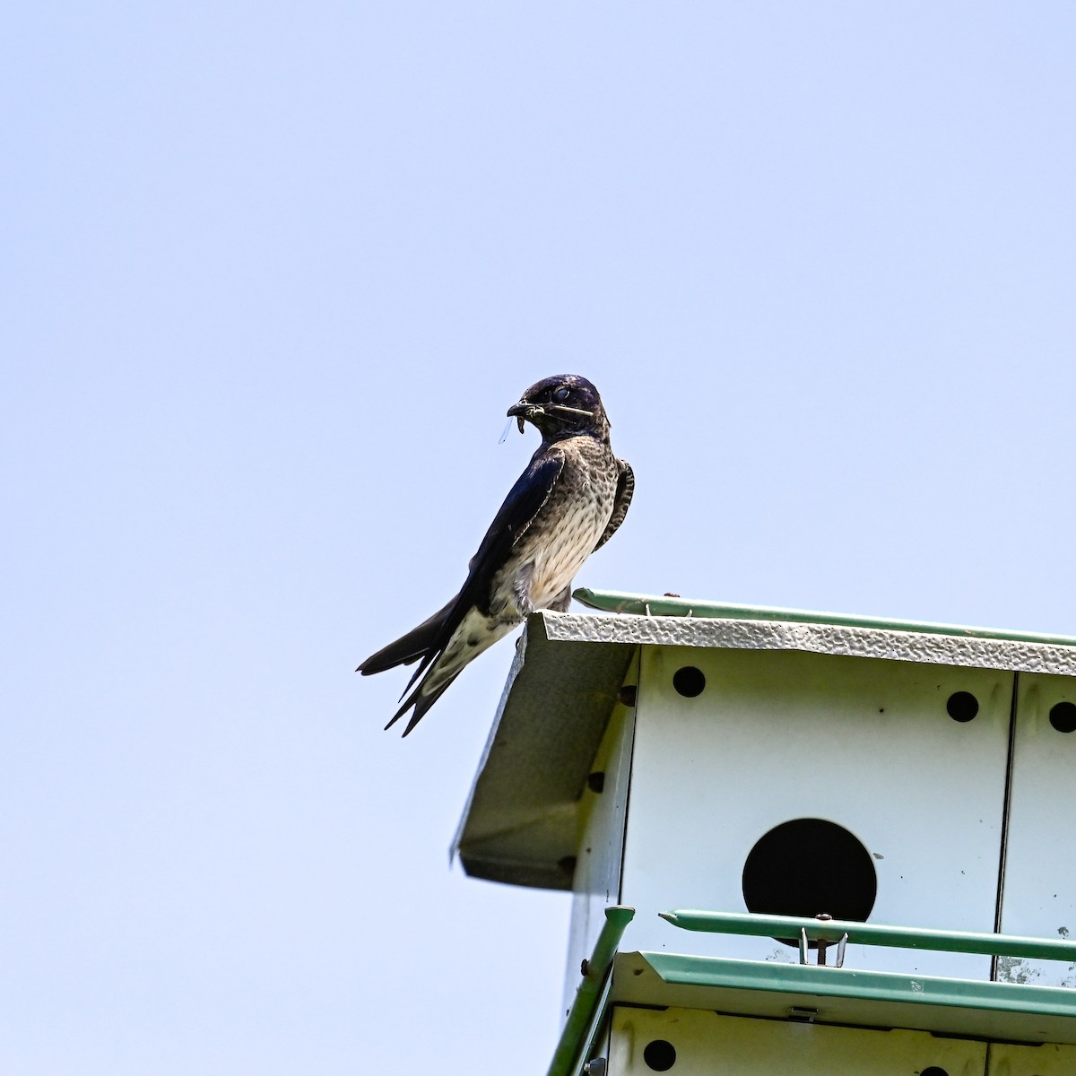 Purple Martin - ML620745377