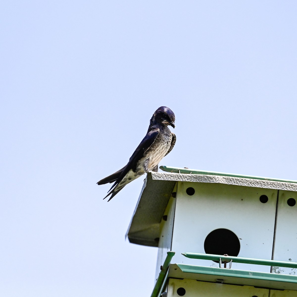 Golondrina Purpúrea - ML620745378