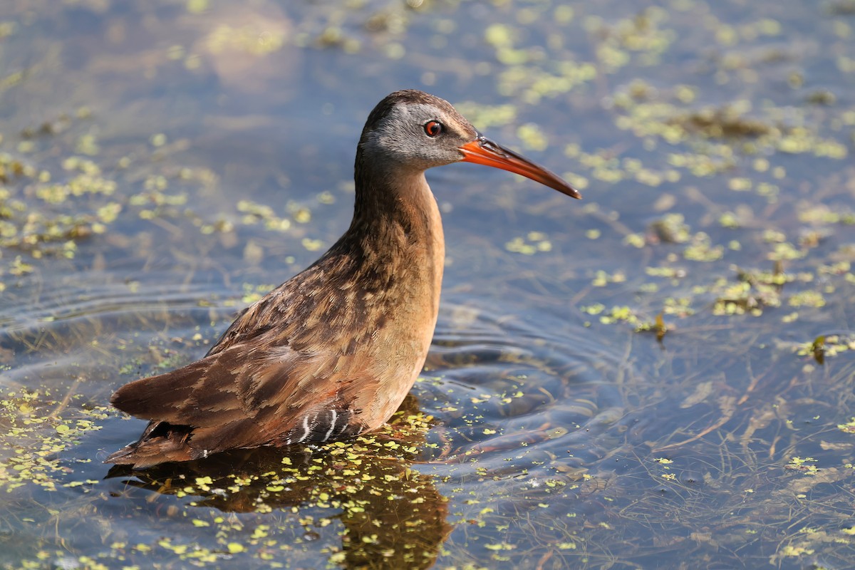 Virginia Rail - ML620745379