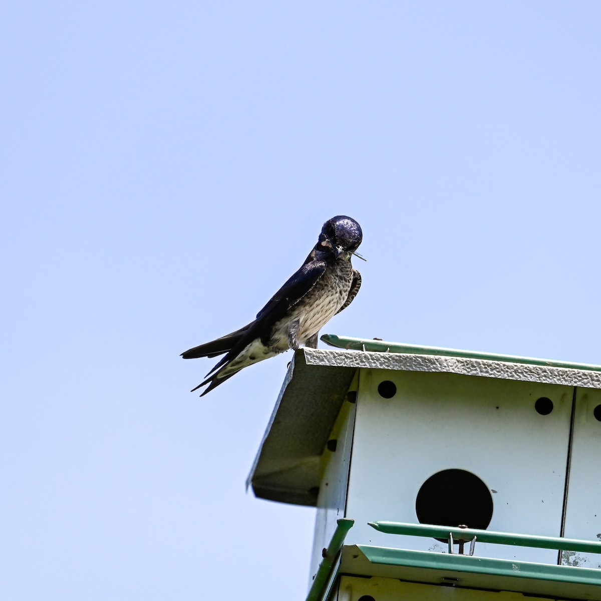 Purple Martin - ML620745380